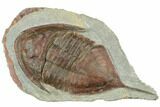 Huge, Inflated Megistaspis Trilobite - Fezouata Formation #191792-1